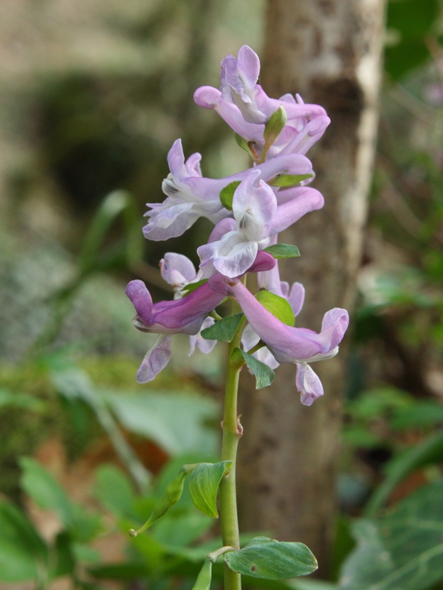 Corydalis cava